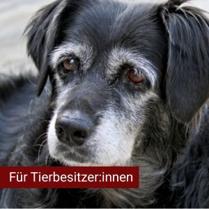 Graue Schnauzen – Hilfe mein Liebling wird alt